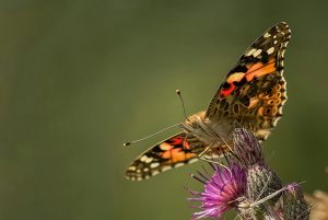 3570 Fotograf  Peter Helmut Larsen  -  The butterfly  Diplom Fauna